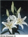 white blossom.jpg